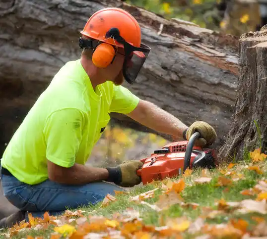 tree services Norwood